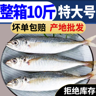 特大号巴浪鱼新鲜鳀鱼鲜活冷冻海鲜水产冰鲜提鱼棍子鱼