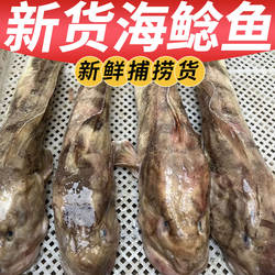 海鲶鱼新鲜大号沙光鱼海捕海菇鱼胖头鱼狗光鱼黄狗鱼鲜活海鱼