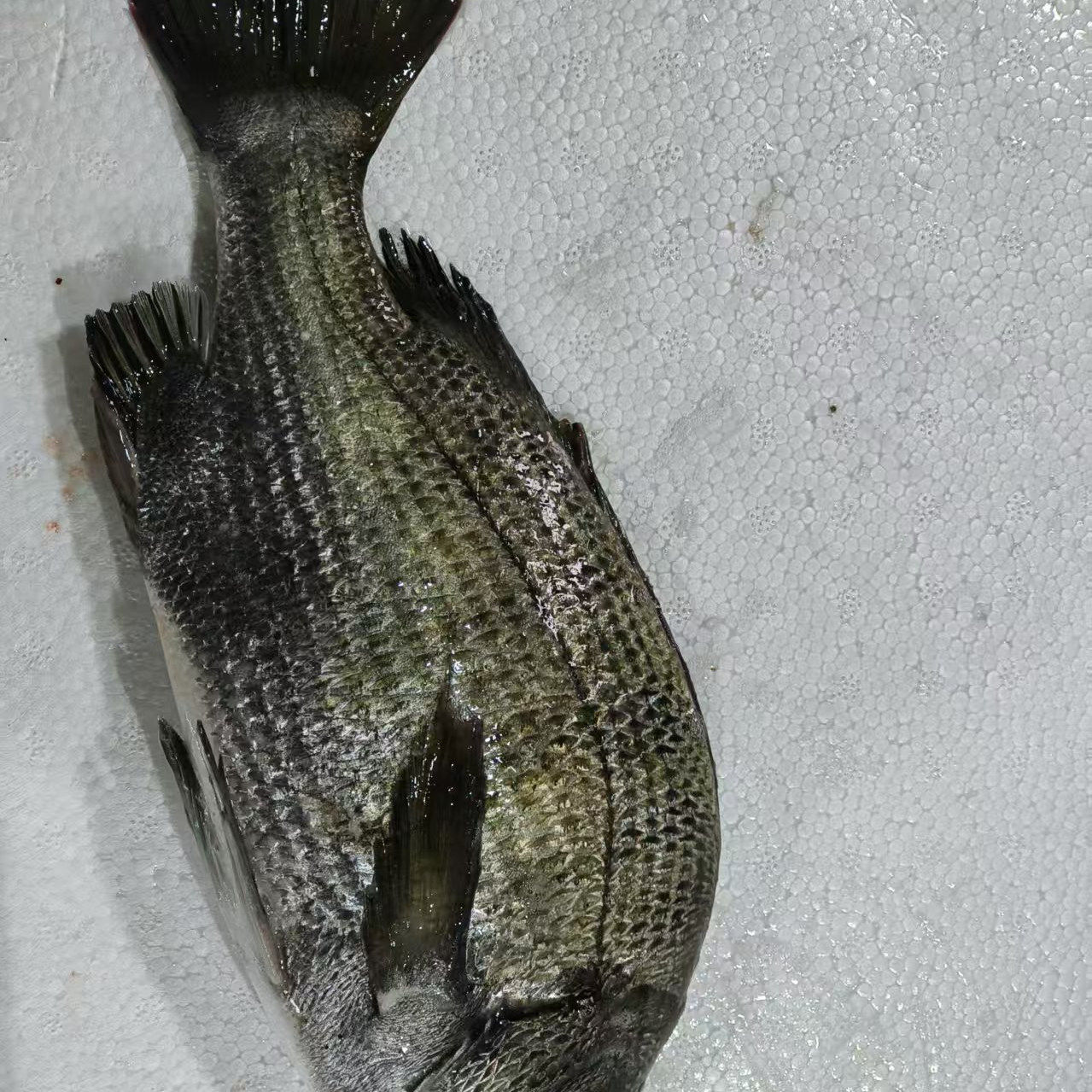 现捕黑翅鱼新鲜鲜活速冻海鲜水产海鱼黑鳍鲷鱼海鲜水产黑鲷鱼