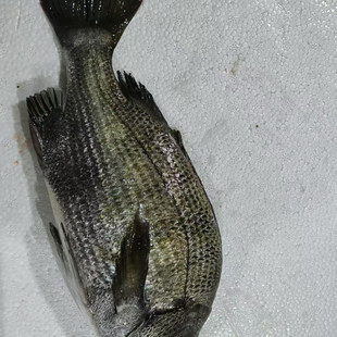 现捕黑翅鱼新鲜鲜活速冻海鲜水产海鱼黑鳍鲷鱼海鲜水产黑鲷鱼