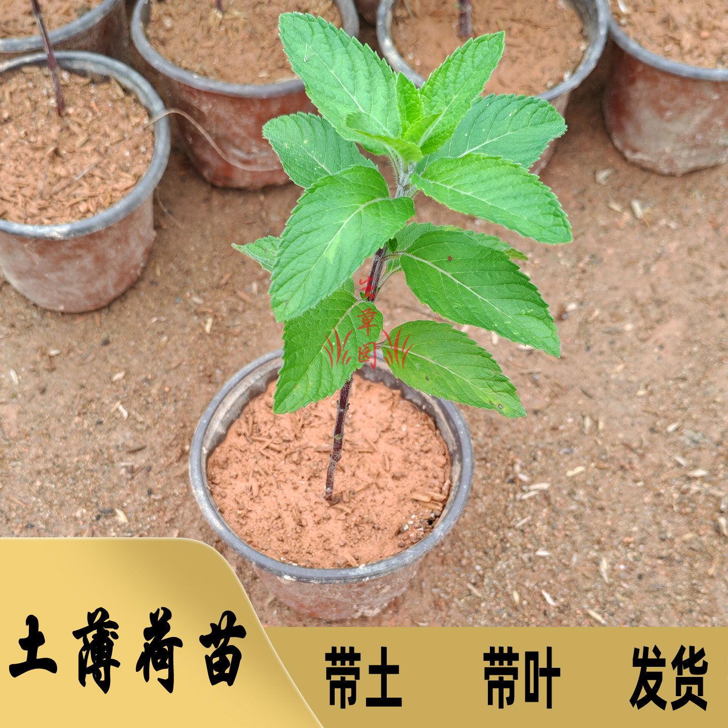 土薄荷苗原土发货柠檬香茅草苗溪黄草鱼腥草猫须草拐枣树苗草药苗