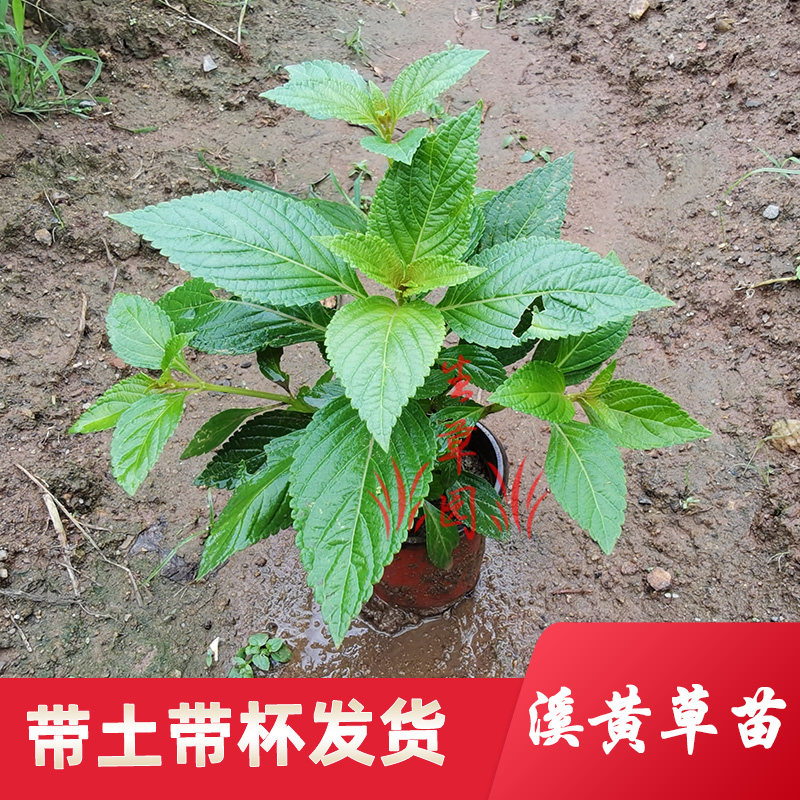 中药材苗溪黄草苗猫须草苗鱼腥草苗拐枣树苗土薄荷苗水果苗中草药