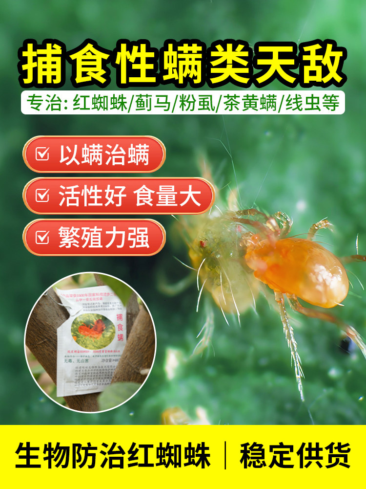 福建艳旋捕食螨活虫红蜘蛛蓟马粉虱茶黄螨草莓月季多肉农用园艺