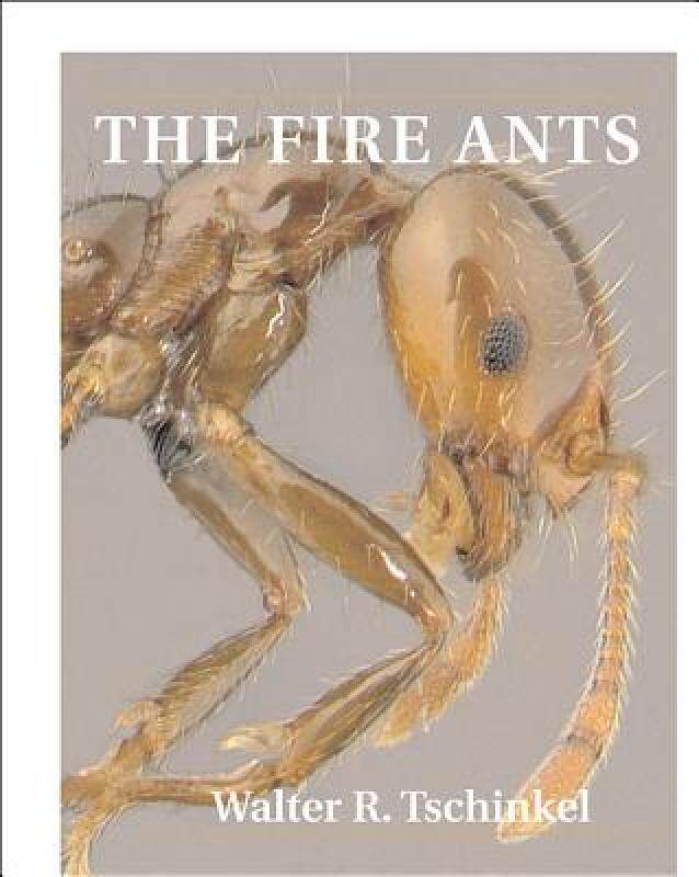 【预售】The Fire Ants