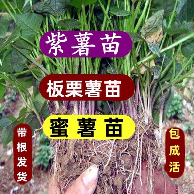 高产红薯秧苗山东原种脱毒红薯苗