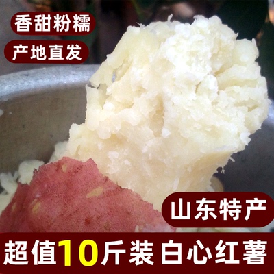 现挖白心板栗红薯哈密薯山东特产