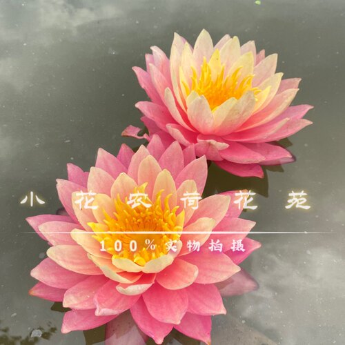 耐寒睡莲炎阳 正品丰花睡莲橙黄双色 鱼缸水池造景盆栽阳台开花好