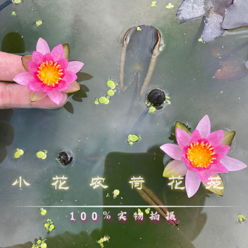 迷你睡莲 紫珍妮 微型睡莲 四季开花机器 碗里的水中精灵阳台盆栽
