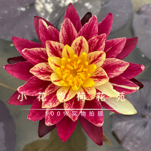睡莲火环 2024新品耐寒睡莲 进口名贵花色惊艳开花多花色稳定
