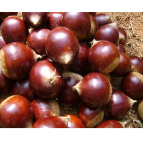 广西桂林新鲜板栗圆锥栗特果