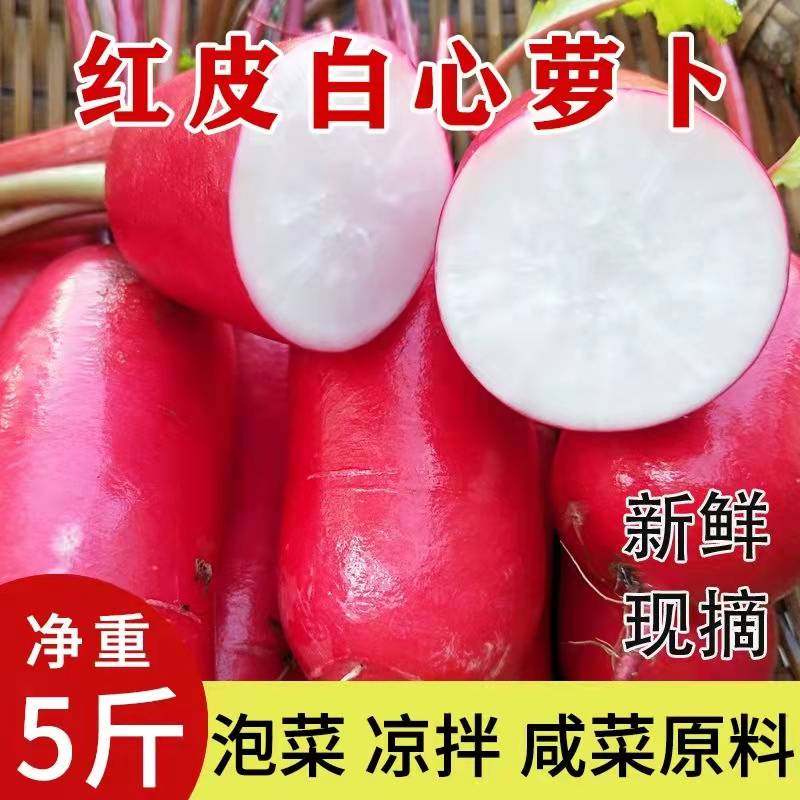 江苏徐州现挖红皮胭脂水萝卜白肉萝卜/胡萝卜
