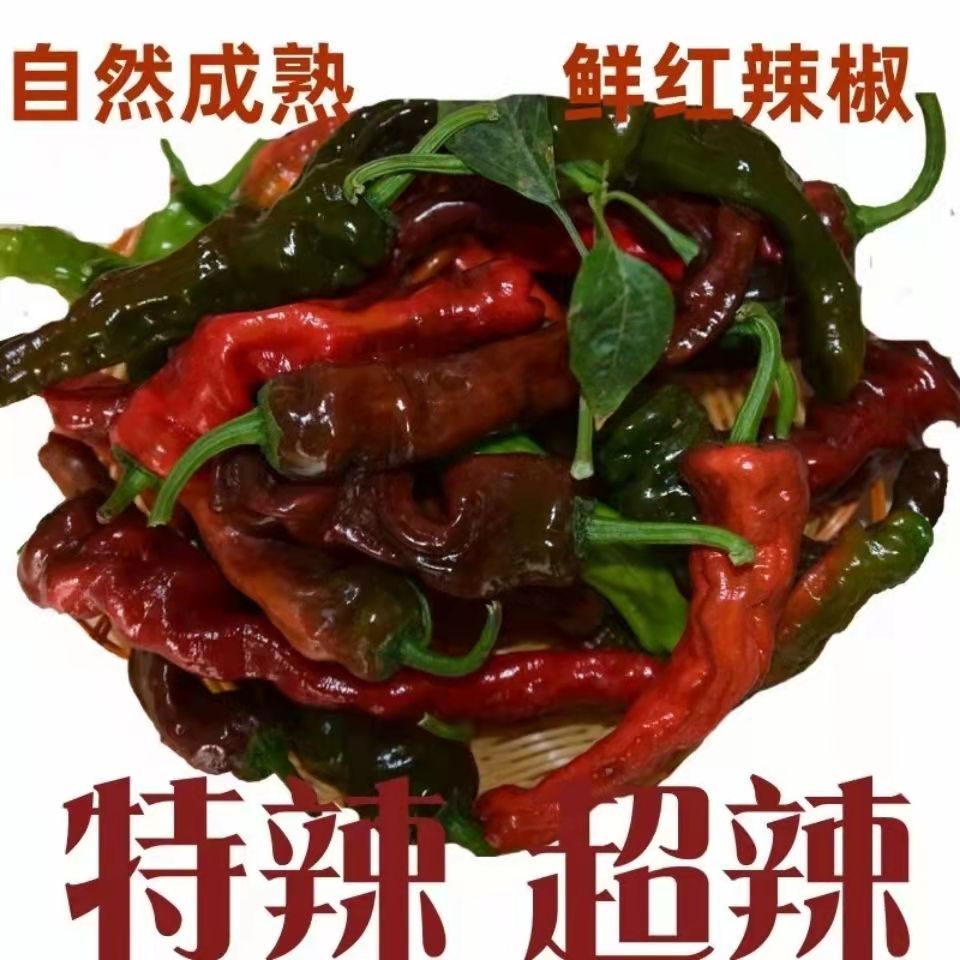 紫红皱皮新鲜特辣自种皱皮薄皮辣椒现摘现发辣子鸡1/5斤现货包邮