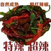 包邮 紫红皱皮新鲜特辣自种皱皮薄皮辣椒现摘现发辣子鸡1 5斤现货