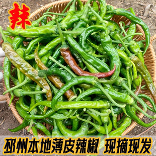 邳州本地辣椒勾椒钩椒小螺丝椒本地土辣椒薄皮尖椒特辣新鲜香辣