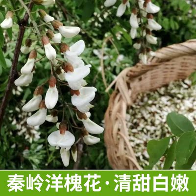 秦岭野生新鲜现摘洋槐花花骨朵