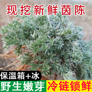 【2026年】新鲜茵陈野生绿色食用白蒿草棉棉野菜纯天然茵陈凉蔬菜