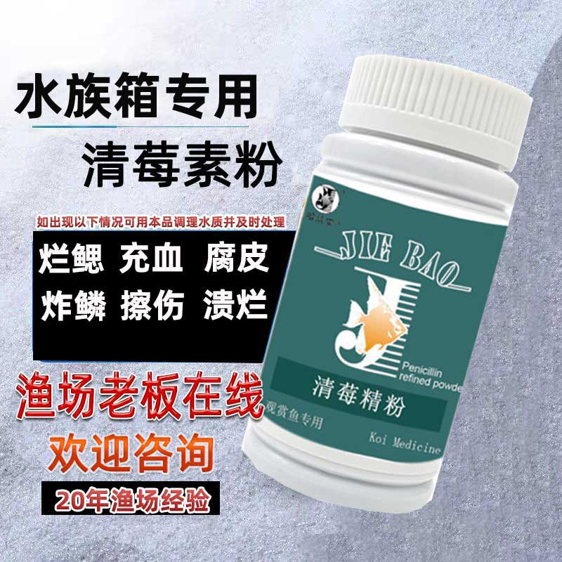 青霉粉处理菌腮充血炸鳞烂尾烂肉