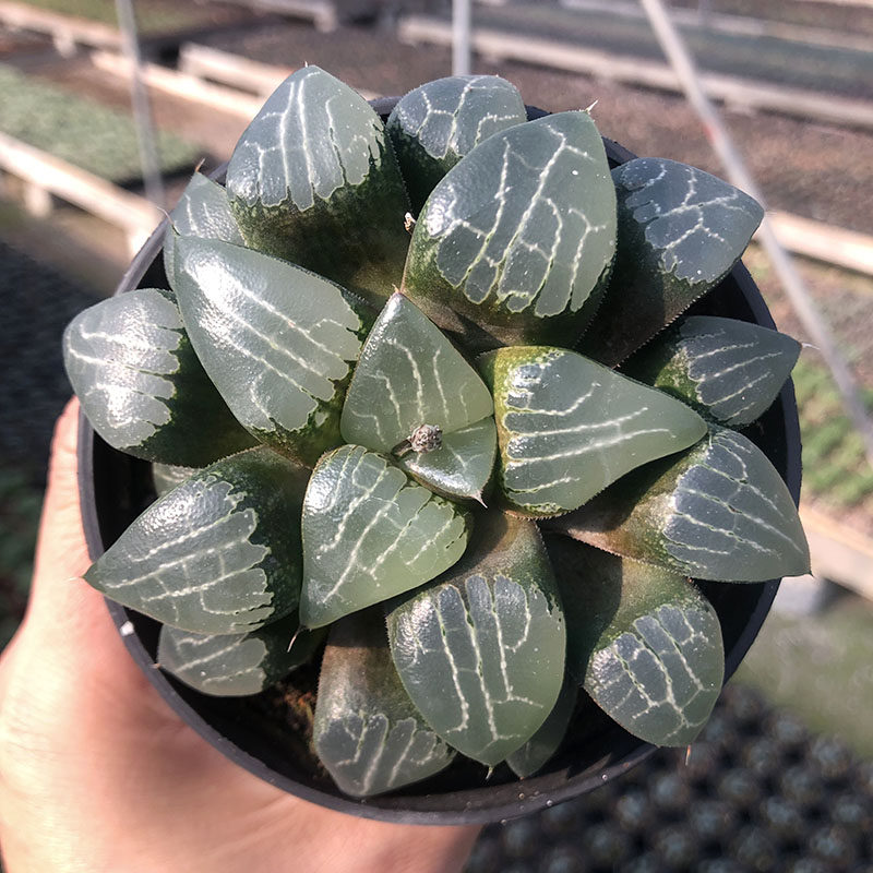 多肉透明价格 多肉透明图片 星期三