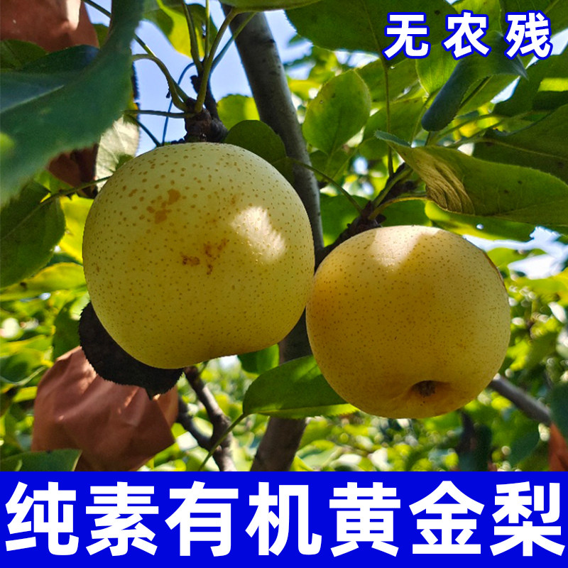 南阳特产有机黄金梨脆甜当季新鲜水果现摘现发整箱梨子良食本事