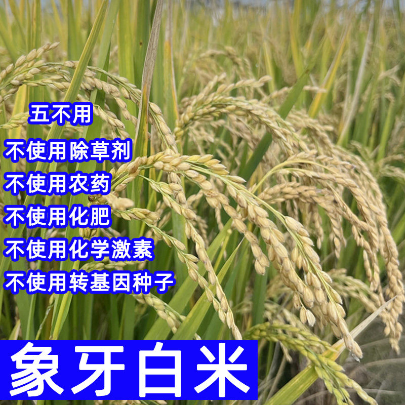 云南象牙白米香米炒饭丝苗真空米
