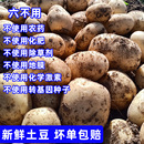 纯素正宗黄皮黄心糯土豆红皮紫皮素土豆生鲜新鲜蔬菜混合装 源头蔬