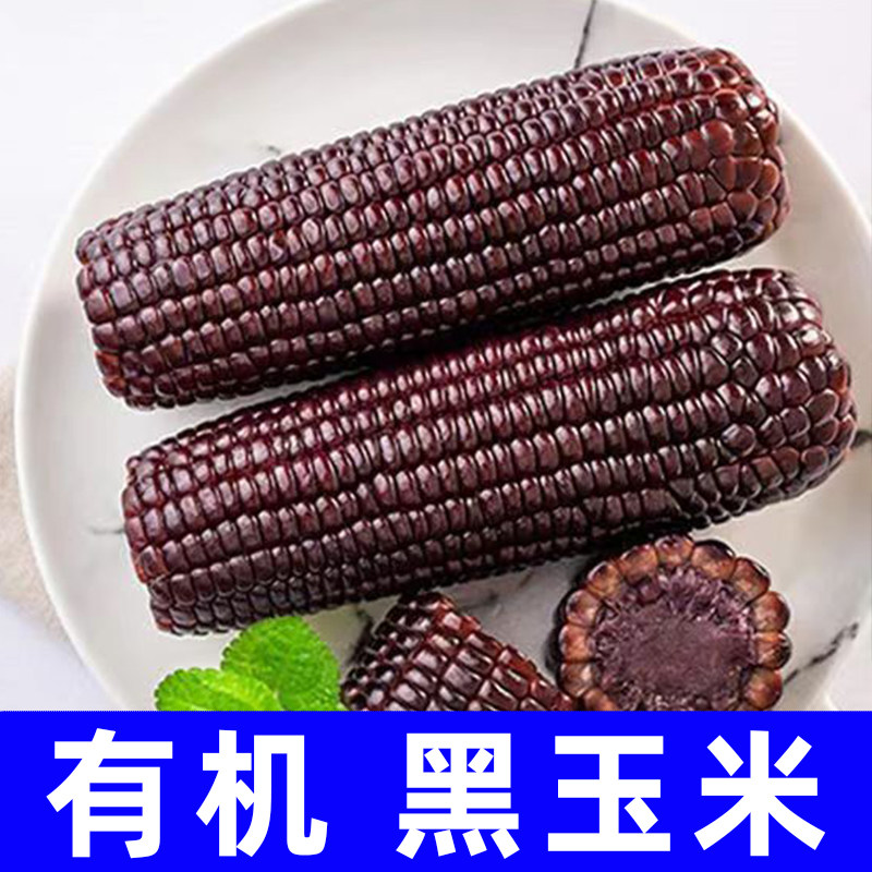 纯素食忻小农有机黑玉米香甜软糯山西黑甜玉米袋装素粗粮下菜正耕