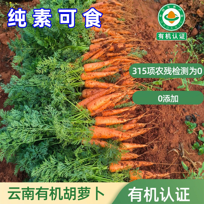 高原有机胡萝卜新鲜现挖甜炖汤非转基因老品种纯素食佛家零食佰家
