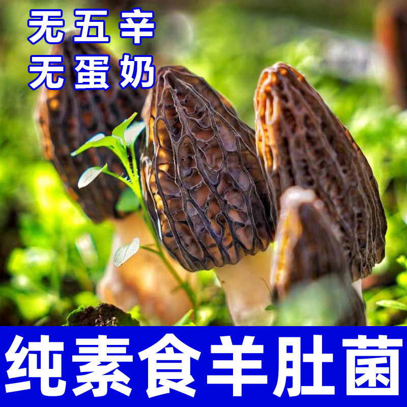 纯素食羊肚菌无五辛无蛋奶健康营养新鲜煮粥煲汤云南菌菇在菌屋