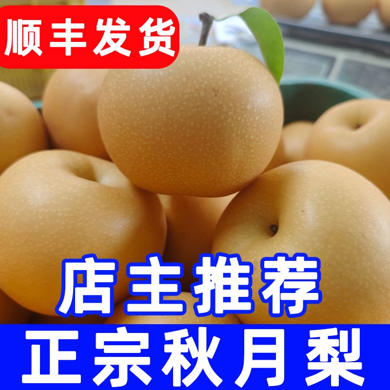 纯素正宗秋月梨新鲜水果山东莱阳礼盒装中秋冰糖梨子大果当季整箱
