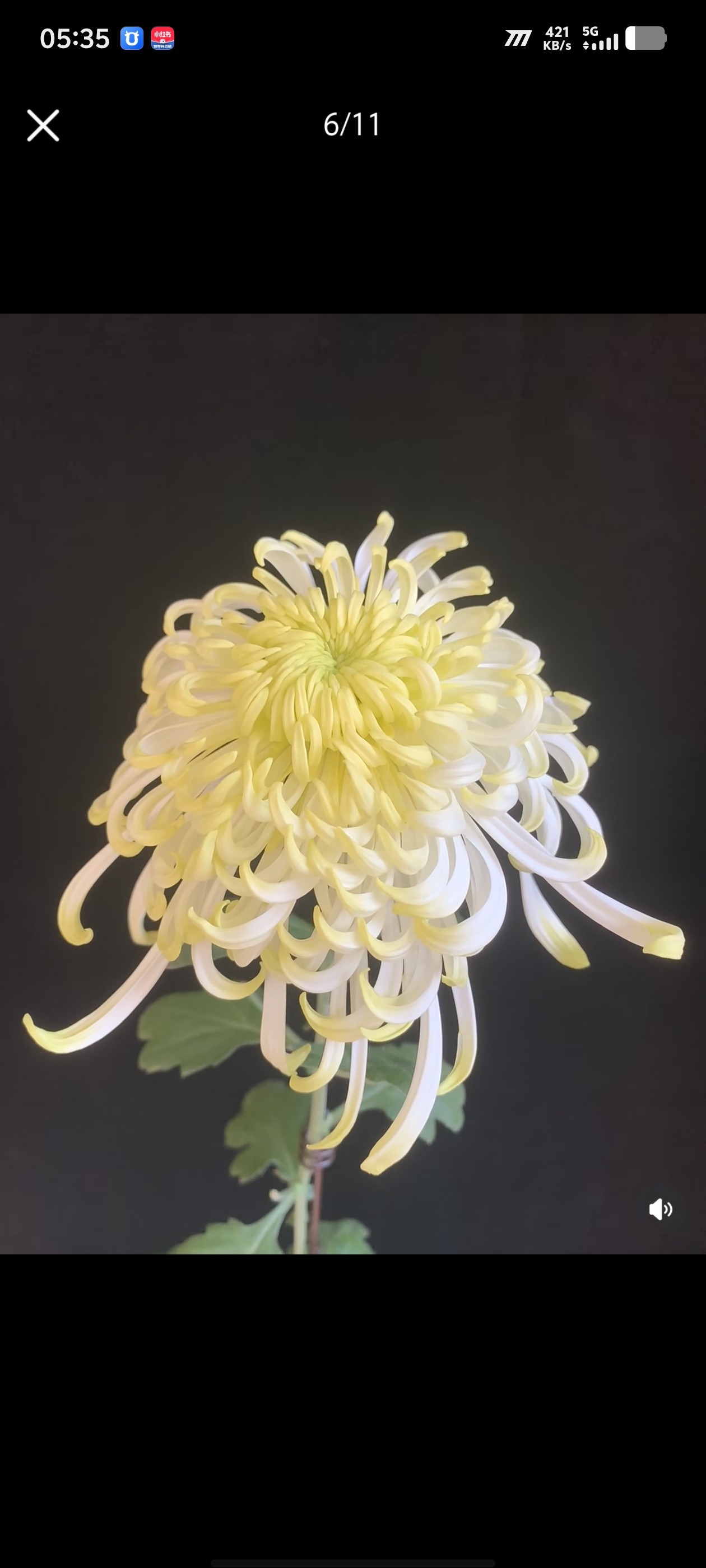 嫩竹玉笋大菊耐寒耐热盆栽地栽