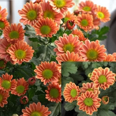 东篱园艺小米菊耐寒耐热花苗秋菊室内外阳台盆栽庭院花卉多头群开