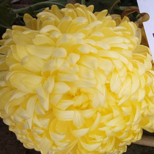 东篱 菊花苗胭脂点雪粉旦丁盘龙舞凤金星大晨阳台室内绿植花卉