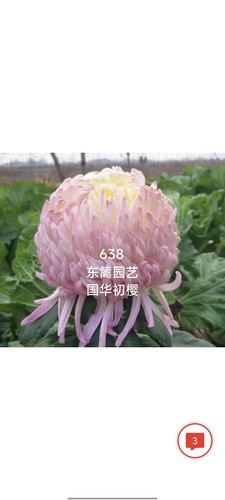 国华初樱