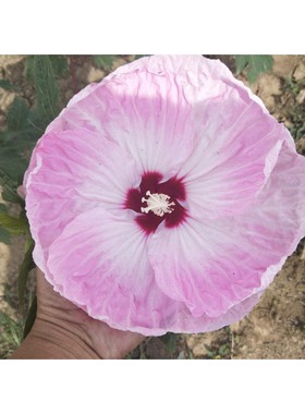 芙蓉葵大花庭院耐寒植物室外多年生宿根花卉盆栽秋葵