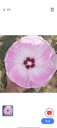 芙蓉葵大花庭院耐寒植物室外多年生宿根花卉盆栽秋葵