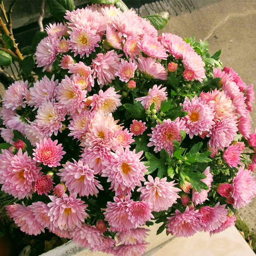 东篱园艺名流千秋四季多头菊花苗