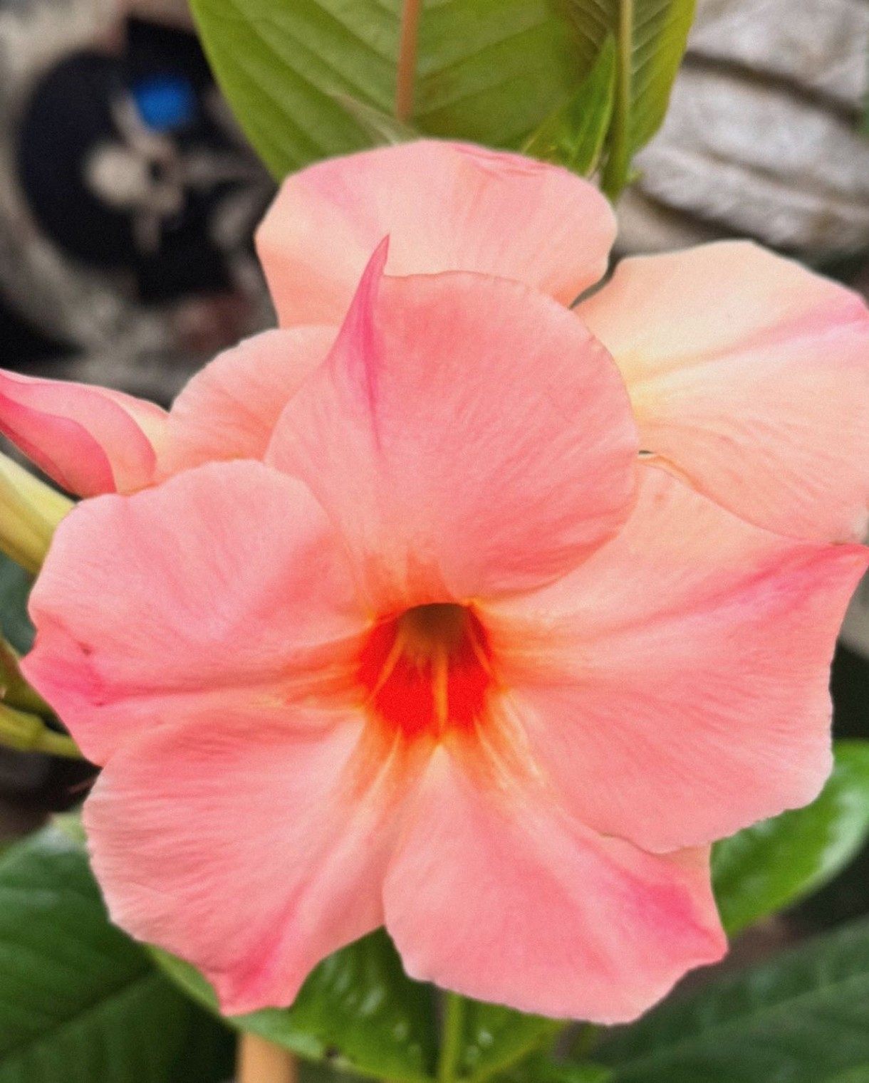 东篱园艺飘香藤双线藤进口稀有桃色日出，黄色飘香藤