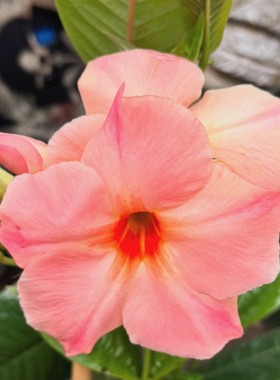 东篱园艺飘香藤双线藤进口稀有桃色日出，黄色飘香藤