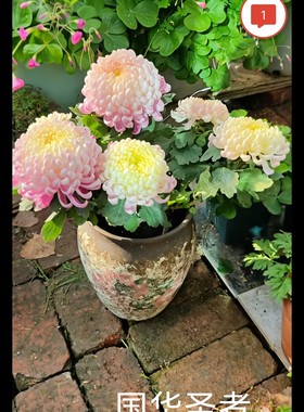 国华圣者九月大菊