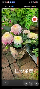 国华圣者九月大菊