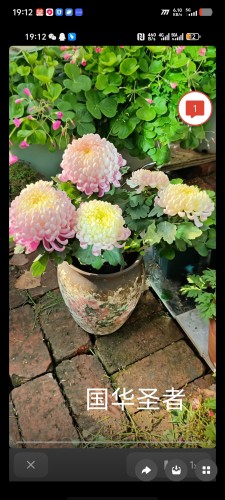 国华圣者九月大菊