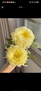 黄鹅毛大菊盆栽地栽耐寒耐热