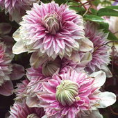 东篱园艺特价 铁线莲瑞贝卡约瑟芬皇帝魔喷加仑盆苗多年生爬藤花卉