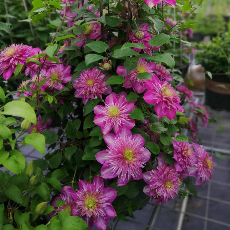 东篱园艺  早花大花组铁线莲皇帝宽皇针皇多年生花园庭院爬藤花卉