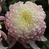 东篱园艺粉面佳人大花新品 菊花对版 盆栽地栽穴盘苗多年生阳台花卉