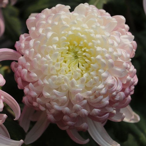 包对版菊花秋菊阳台室外地栽花卉