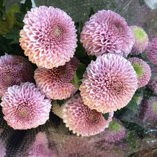 园艺粉色进口花苗秋季地栽乒乓菊