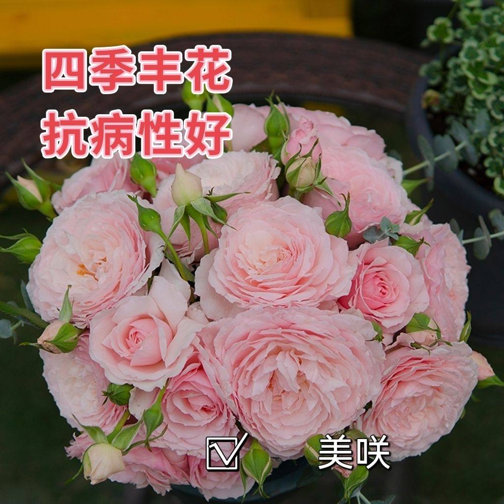 美咲月季花苗浪漫四季丰花淡粉色浓香灌木阳台庭院抗病