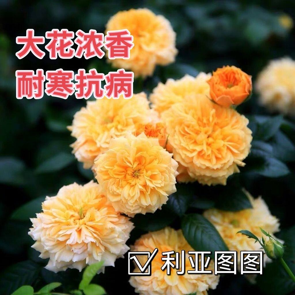 利亚图图湖南发货浓香型复色月季小苗多头灌木庭院阳台花卉盆栽