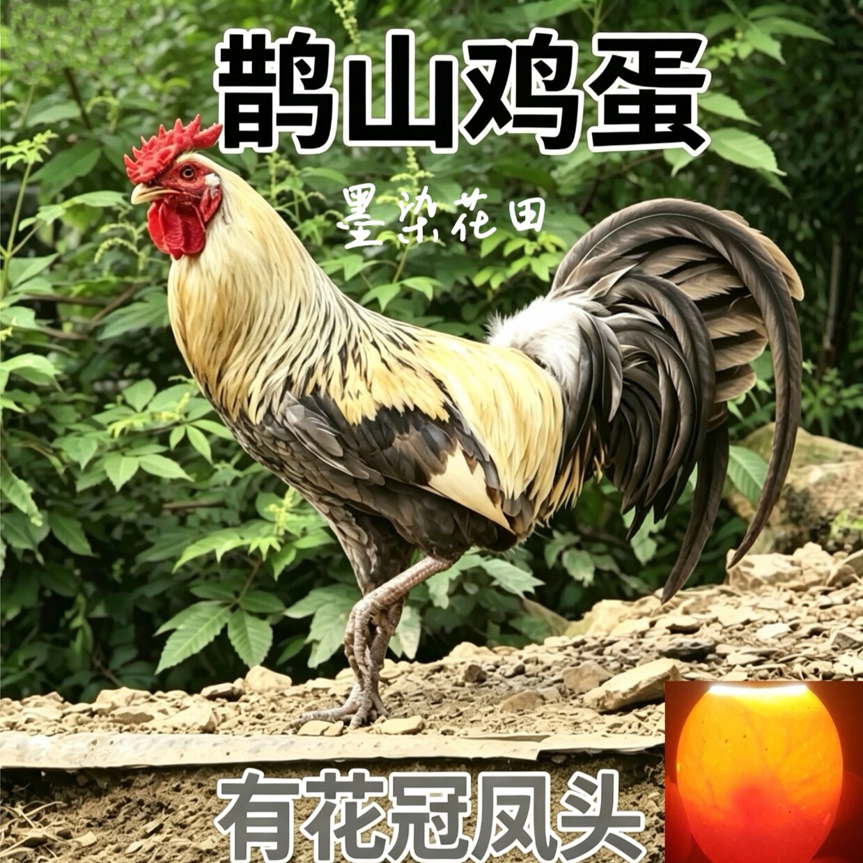 顺丰包邮 鹊山鸡蛋敷化抱卧散养有花冠凤头现捡现发
